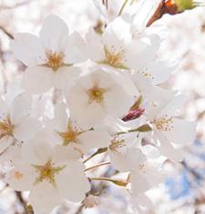 Close up of cherry blossoms.