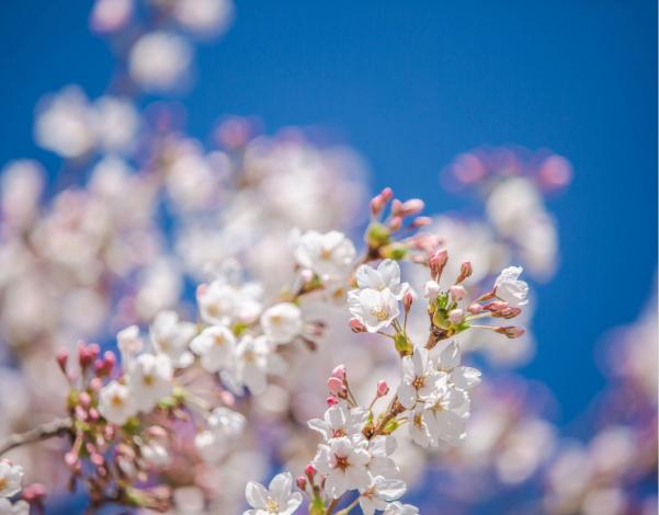 UW Campus Cherry Blossoms