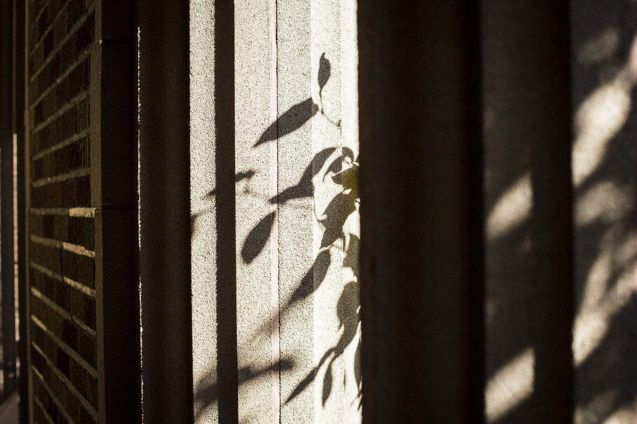 Shadow of leaves on a wall next to a window obscured in darkness.