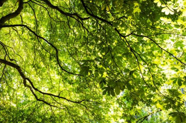 Image of tree branches and leaves