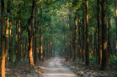 a path in the middle of a row of trees