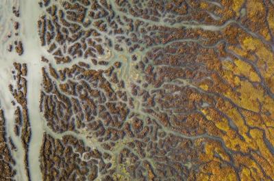 aerial view of wetlands