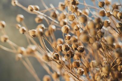 Dried flax close-up view