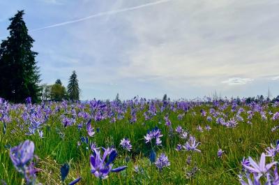 Photo of a camas prairie with purple flowers and tall green grass.