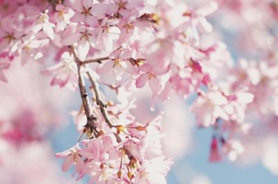 Cherry blossoms