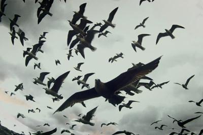 Still image from the film Leviathan in which seagulls fill the air.