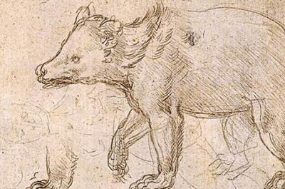 Drawing of a bear walking, from Leonardo da Vinci's "Studies of a Bear Walking"