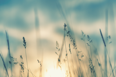 Wild grass against a blue sky