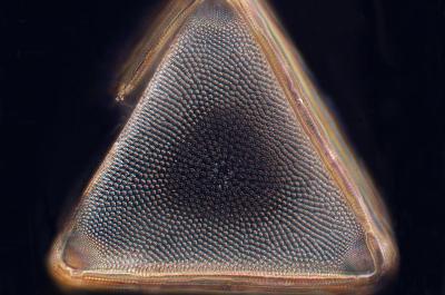 Close up image of Trigonium species from the Bay of Villefranche.