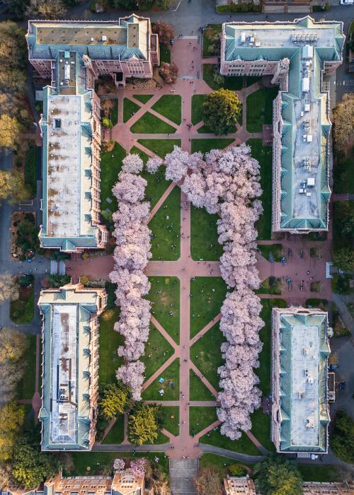 Aerial photograph of the Quad on the University of Washington campus consisting of four buildings arranged in a rectangle with cherry blossom trees in bloom among them.