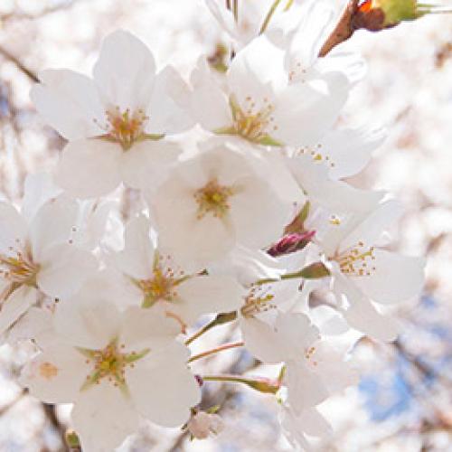 Close up of cherry blossoms.