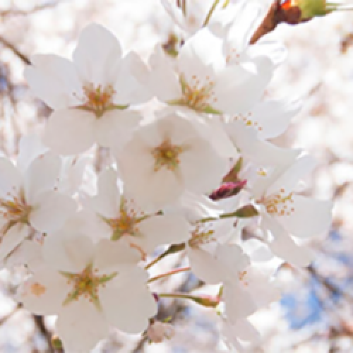 A photo of cherry blossoms.