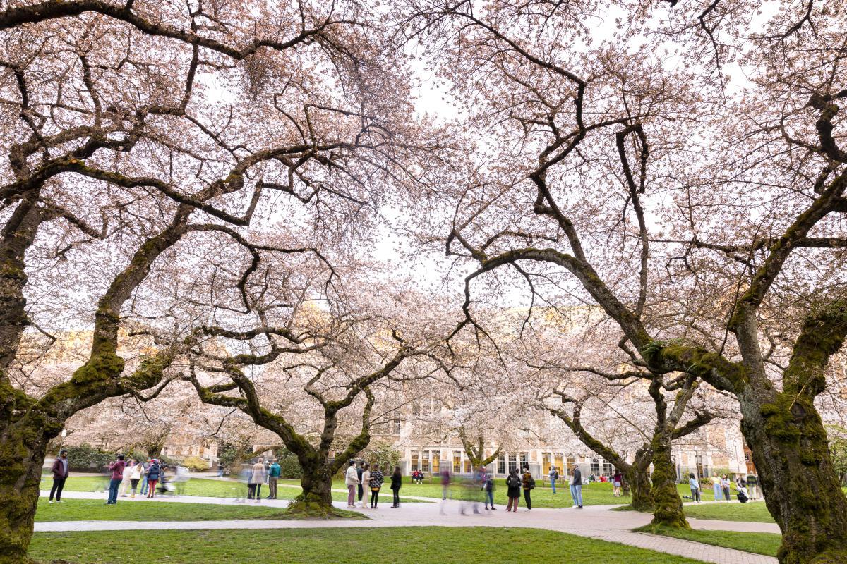 Cherry blossoms on the quad