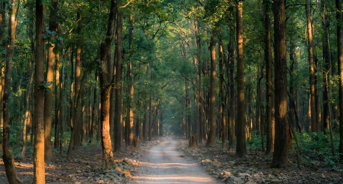 a path in the middle of a row of trees