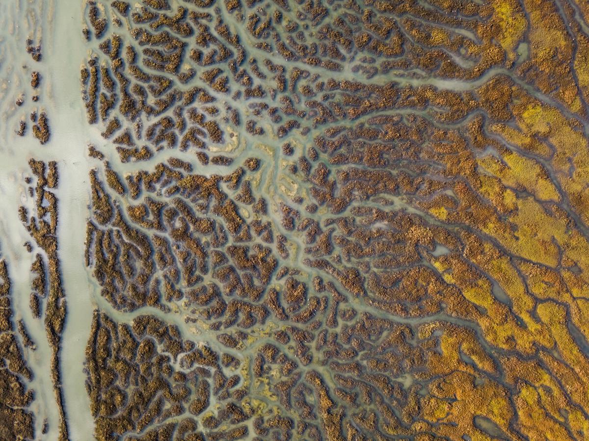 aerial view of wetlands