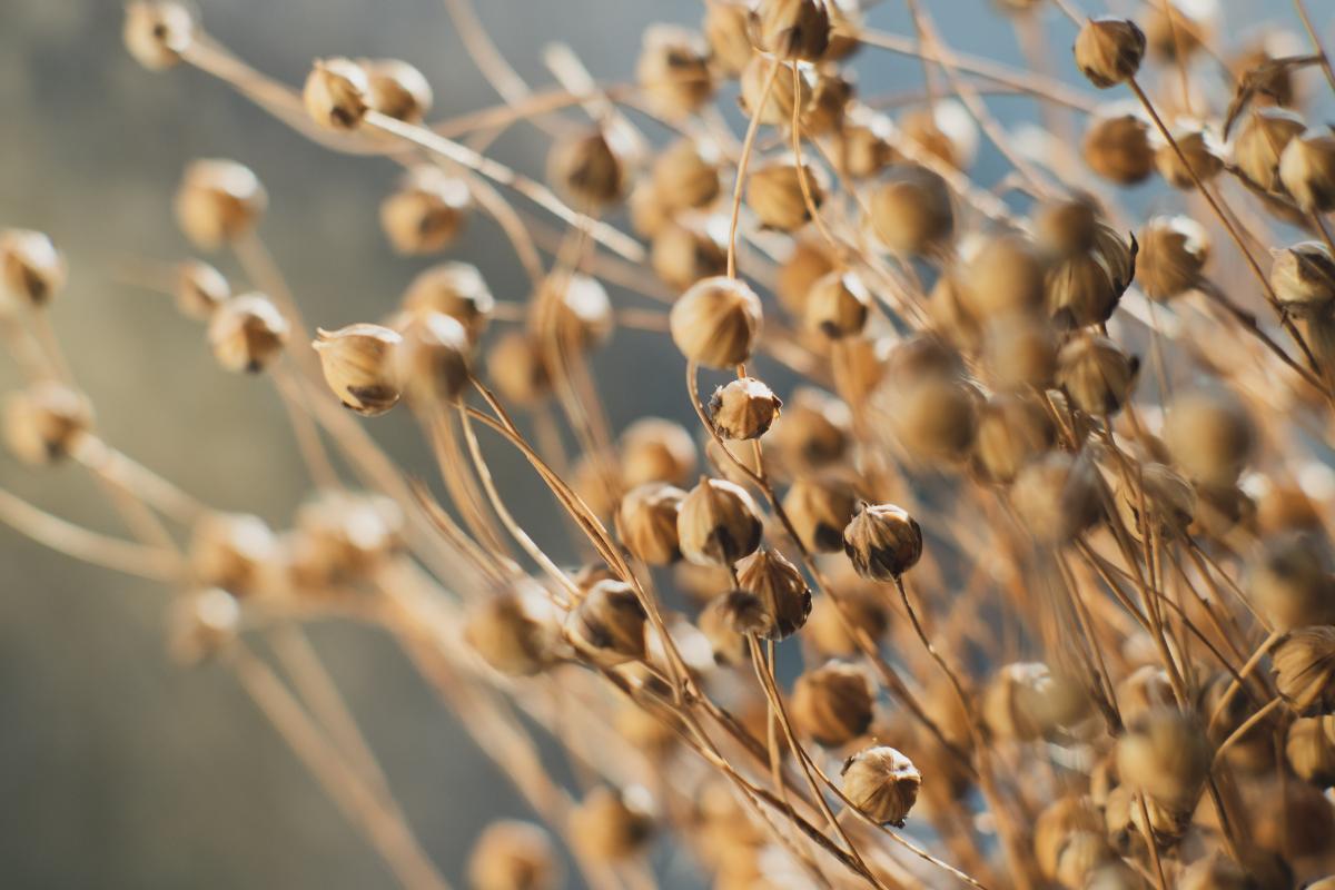 Dried flax close-up view
