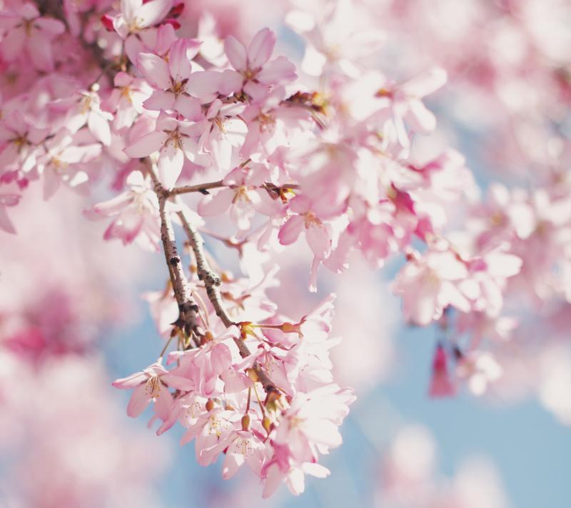 Cherry blossoms