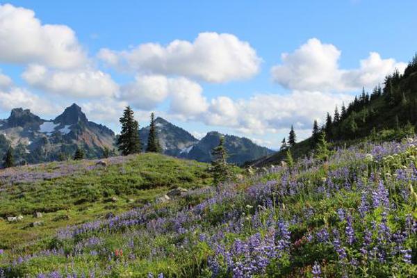 Mount Rainier National Park