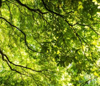 Image of tree branches and leaves