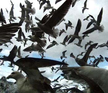 Scene from Lucien Castaing-Taylor and Véréna Paravel’s film about commercial fishing, Leviathan. Courtesy Cinema Guild.