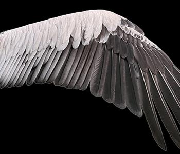 Image from Phillip Thurtle’s digital showcase Losing My Wings