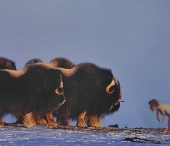 human greeting a herd of bison