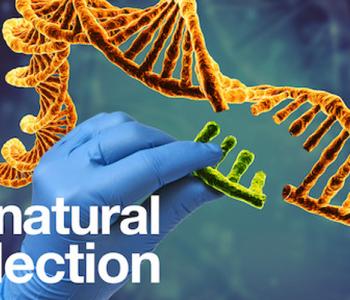 Title card for the Netflix documentary Unnatural Selection. In the background a gloved hand takes a section out of a DNA double helix