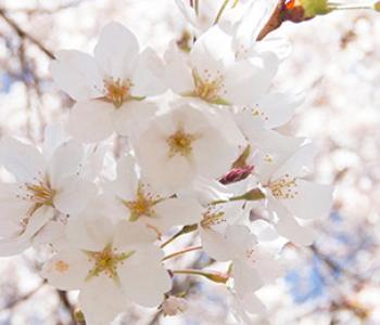 Close up of cherry blossoms.