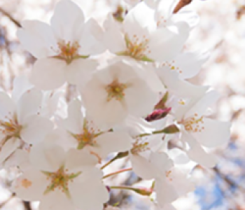 A close up image of cherry blossoms.