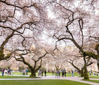 Cherry blossoms on the quad