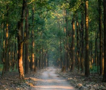 a path in the middle of a row of trees