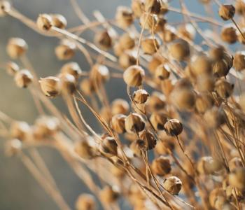 Dried flax close-up view