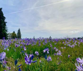 Photo of a camas prairie with purple flowers and tall green grass.