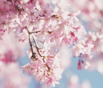 Cherry blossoms