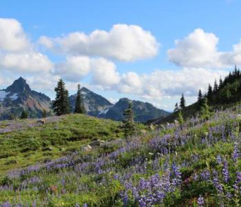 Mount Rainier National Park