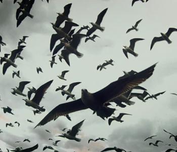 Still image from the film Leviathan in which seagulls fill the air.