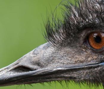 An emu's face against a green background