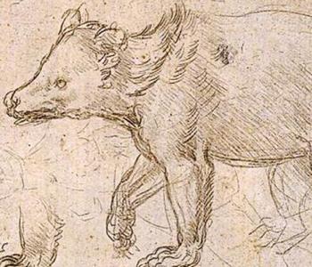 Drawing of a bear walking, from Leonardo da Vinci's "Studies of a Bear Walking"