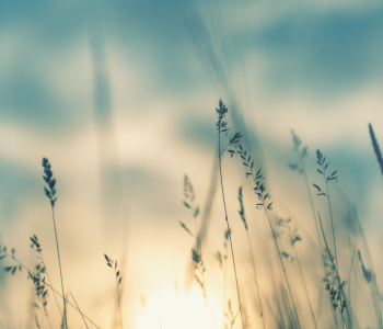 Wild grass against a blue sky